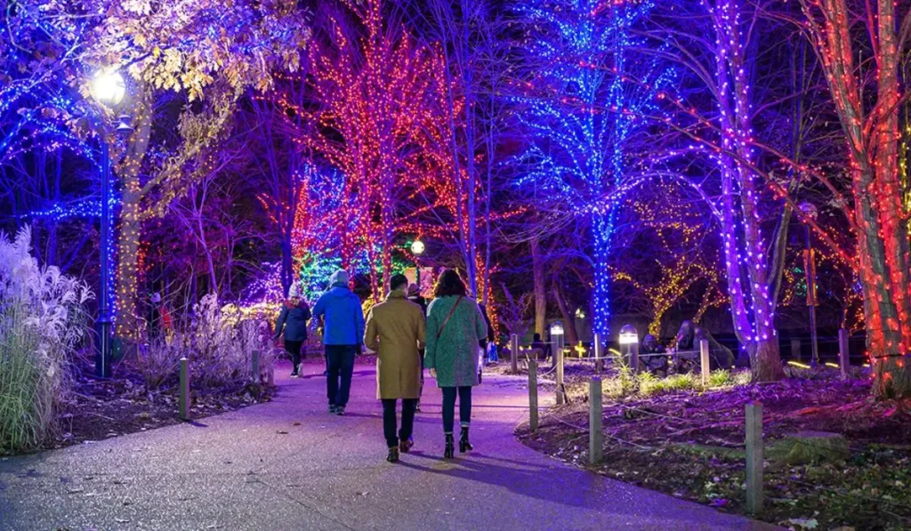 A couple walking under vibrant holiday lights at Lincoln Park ZooLights, a popular spot in Chicago for a winter proposal.